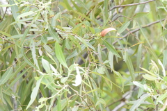 Salix caroliniana image