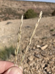 Psathyrostachys juncea