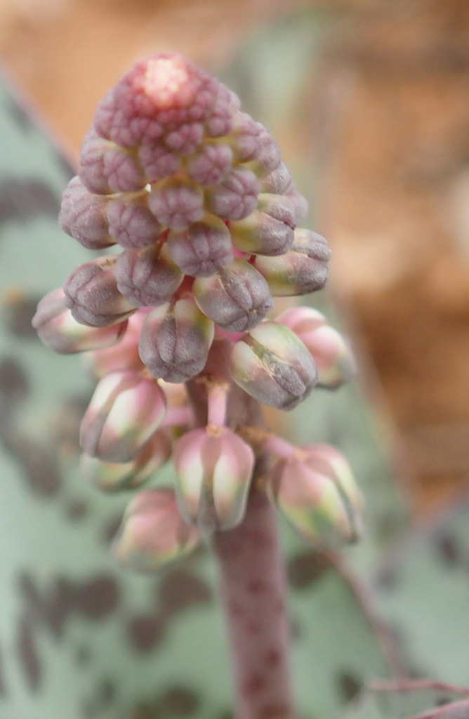 Ledebouria ensifolia, Jansenville - Steytleville and surrounds, Western District, South Africa