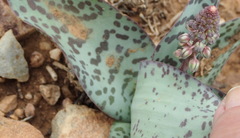 Ledebouria ensifolia