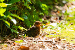 Turdus merula azorensis