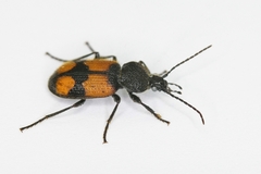 Panagaeus cruxmajor