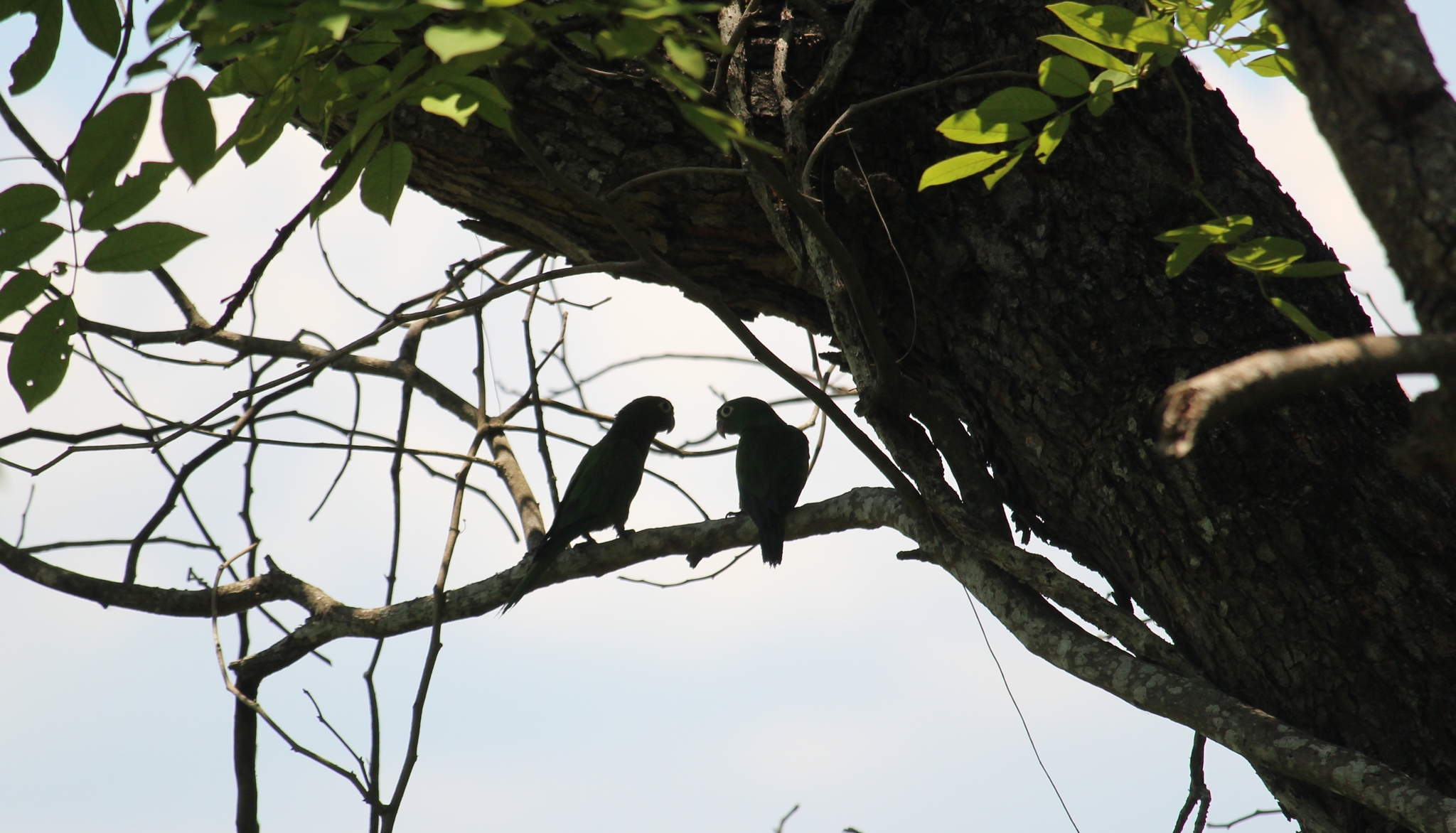 Olive-throated Parakeet (Eupsittula nana)