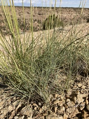Psathyrostachys juncea