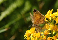 Isturgia limbaria