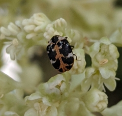 Anthrenus scrophulariae