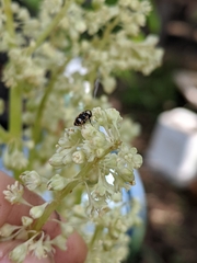 Anthrenus scrophulariae