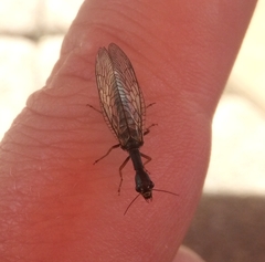Phaeostigma