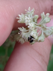 Anthrenus scrophulariae