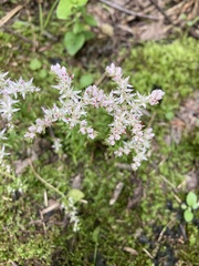 Sedum pulchellum