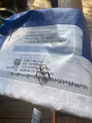 Acanthocephala thomasi