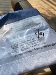 Acanthocephala thomasi