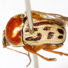 Cryptocephalus simulans