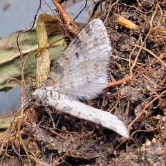 Lobophora
