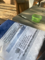 Acanthocephala thomasi