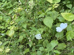 Leptosia nina