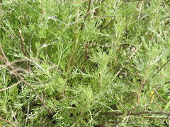 Artemisia abrotanum