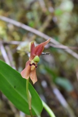 Maxillaria schlimii