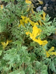 Corydalis aurea occidentalis
