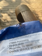 Acanthocephala thomasi