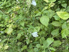 Leptosia nina