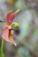 Maxillaria schlimii