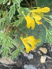 Corydalis aurea occidentalis