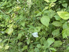 Leptosia nina