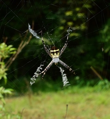 Argiope boesenbergi
