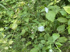 Leptosia nina