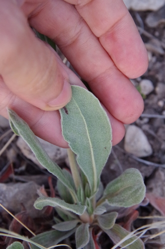 Image of Eriogonum hieraciifolium by (c) Eric Knight, some rights reserved (CC BY)