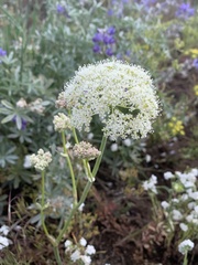 Perideridia bolanderi