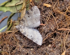 Lobophora