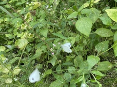 Leptosia nina
