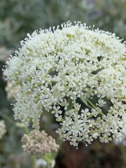 Perideridia bolanderi