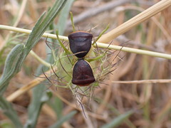 Ventocoris rusticus