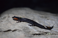 Plethodon jordani