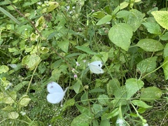 Leptosia nina