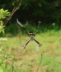 Argiope boesenbergi
