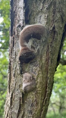 Fomitiporia hippophaeicola