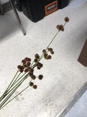 Juncus megacephalus