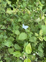 Leptosia nina