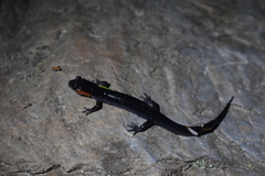 Plethodon jordani