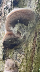 Fomitiporia hippophaeicola