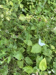 Leptosia nina