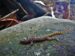 Phyllodactylus lanei