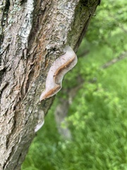 Fomitiporia hippophaeicola