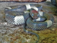 Pseudoleptodeira latifasciata