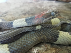 Pseudoleptodeira latifasciata