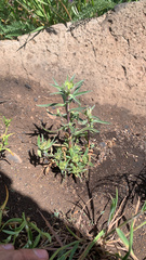 Collomia grandiflora